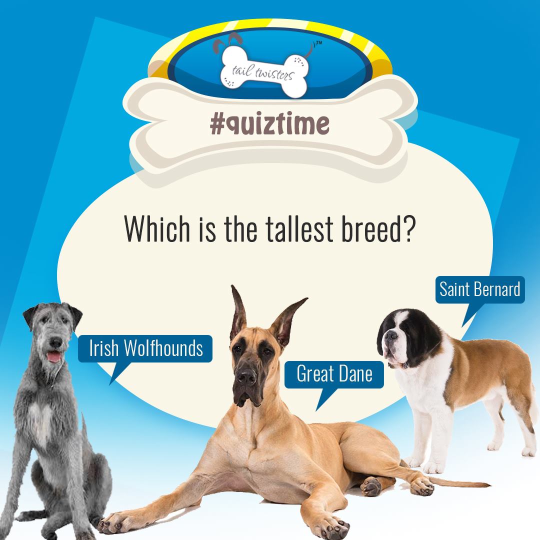 tail_twisters's tweet photo. Only a true dog lover can answer this question? Comment your answer.

#dogs #puppies #cutedog #dogfood #homemadedogfood #tastydogfood #lovefordogs #tailtwisters #redvelvet #cake #cookies #carob #snacks #doglife #doggy https://t.co/z2IXRdaaLR