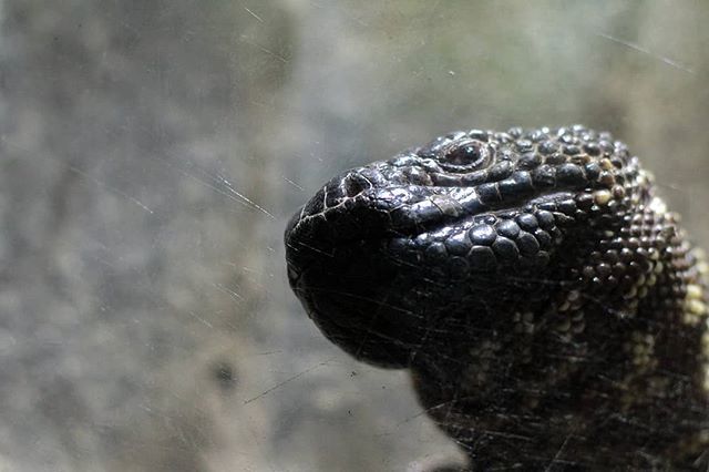 karlavqzo's tweet image. Vigía
#reptil #cautiverio #glasswindow #portrait #museodeldesierto #throwback ift.tt/2jHEPH5