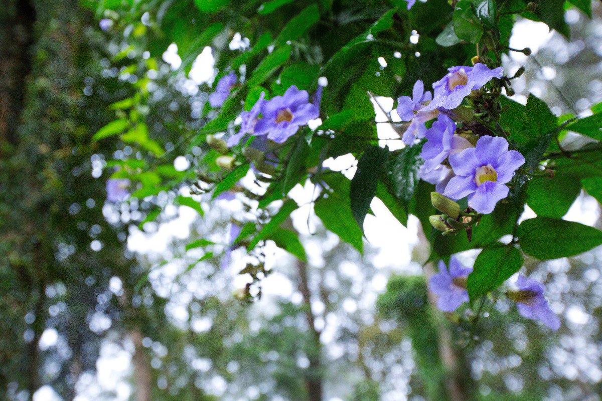 SpiceMunnar's tweet photo. #munnar #MDM #visitmunnar #kerala #visitkeralakeralatourism #letsgomunnar #iaminmunnar #iaminkerala #beautifulmunnar.
#Dreamcatcherplantationresort
#Spicecountryresort
#Madhumanthraresort https://t.co/ODbY9gUeEi