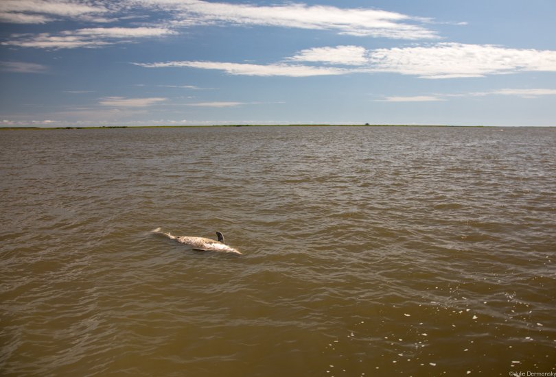 IN THE NEWS:

A toxic sludge of polluted Mississippi River water loaded w/chemicals, pesticides and human waste from 31 states and two Canadian provinces is draining straight into the marshes and bayous of the Gulf of Mexico; killing marine life in droves. bit.ly/2LMWIQ6