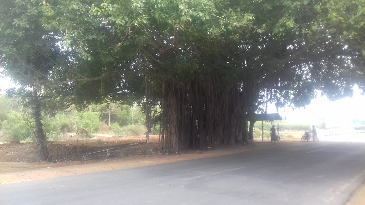lalvivek's tweet photo. கும்பகோணம் சோழபுரம் பழவாறு பாலமருகே இந்த ஆலமரம் புதிய நெடுஞ்சாலையின் மையமாக வருகிறது.இதை அப்படியே விட்டுவைத்தும் சாலை அமைக்க இயலும். முதல்மந்திரியிடம்.வெட்டாதீர்கள் என்று சொல்லுங்களேன் https://t.co/qvezHPdEpf
