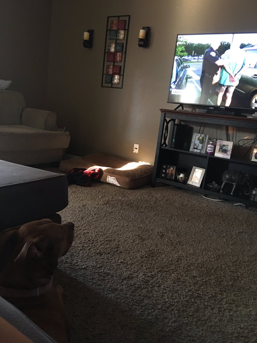jdials96's tweet photo. Stella watching #officiallivepd yep even the dog missed it the last few weeks #k9shepisherfavorite https://t.co/HpeBONctCZ