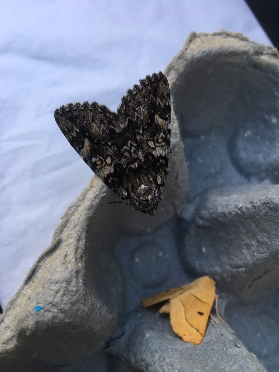 RockGod04699435's tweet photo. Delighted to find Light Crimson Underwing in my Chandler’s Ford trap this morning. Just emphasises the importance of the Valley Park Woodlands, sensitively managed by Test Valley. #MothsMatter @TestValleyBC https://t.co/9Edly15bGq