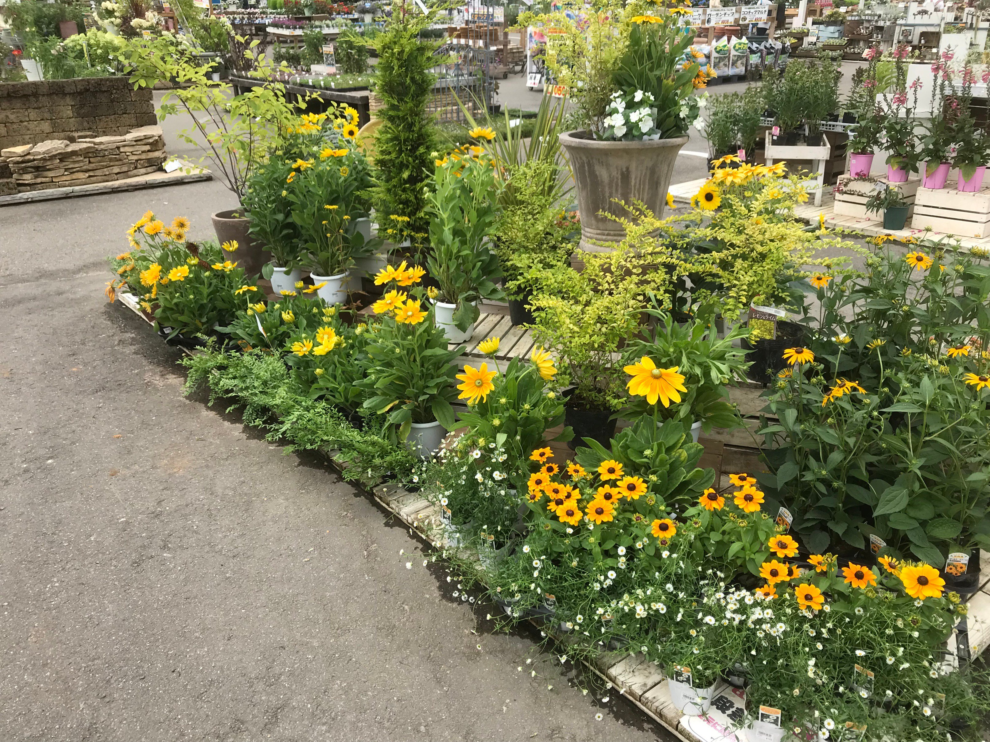 تويتر ジョイフル本田 ガーデンセンター على تويتر ガーデンセンター守谷店 夏を彩るビタミンカラーの植物を集めました ルドベキア ひまわりサンフィニティーなど お庭が明るくなりますね ひまわり ビタミン ｶﾞｰﾃﾞﾆﾝｸﾞ ガーデンセンター守谷店