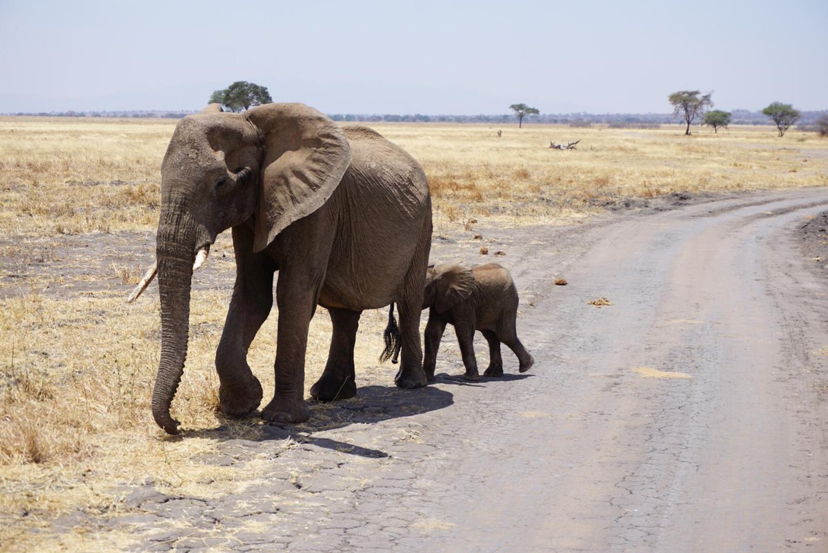 OverviewAnd's tweet image. #ELEPHANT LIFE we make your dream of overview Africa come true.....
we organize wildlife safaris (SERENGETI,TARANGIRE,NGORONGORO,LAKEMANYARA AND ARUSHA NATION PARK) 
BOOK NOW
 CONTACT  +255764415889
EMAIL US africanaturaltours2008@gmail.com
visit us africanaturaltours.com
