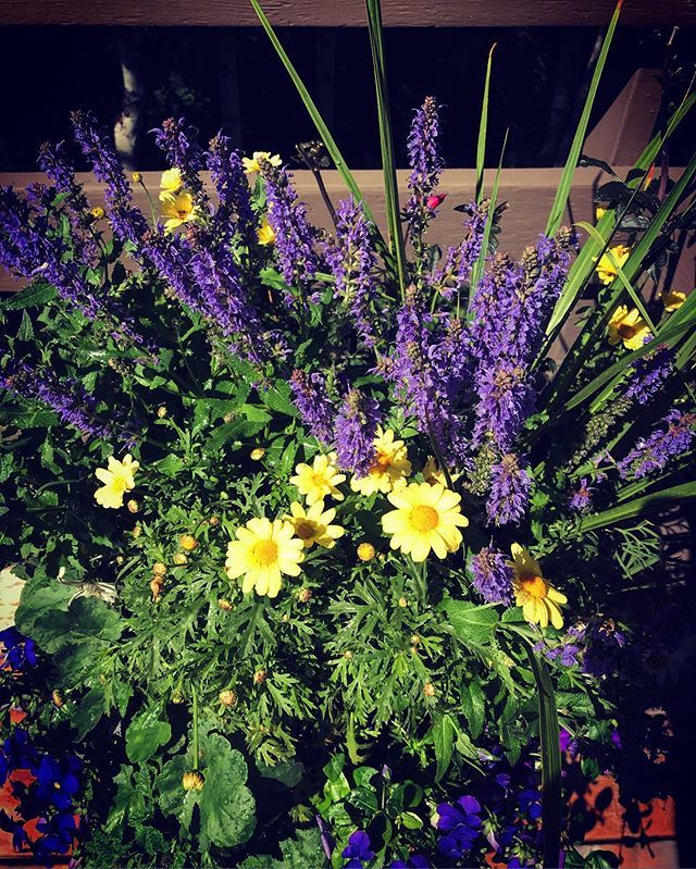 SnowdropWY's tweet photo. Purple &amp; gold for a family of LSU alums. 🐅⁣

#snowdropgardens #jacksonhole #lsutigers #purpleandgold #planters #customplanter #eventflowers #wyominggarden #purpleandyellow #geauxtigers #zone4gardening #summerinthetetons #mountaingarden #jacksonwyo… https://t.co/foB9j9o8bz https://t.co/jAi7QDByqH