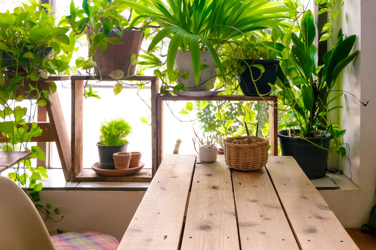SalesMastersG's tweet photo. Growing an indoor garden: Tips to ‘Make a Plant Love You’    WTOP  Most feel a sense of ..

https://t.co/6gsFun0ehK https://t.co/ipPuyHotM3