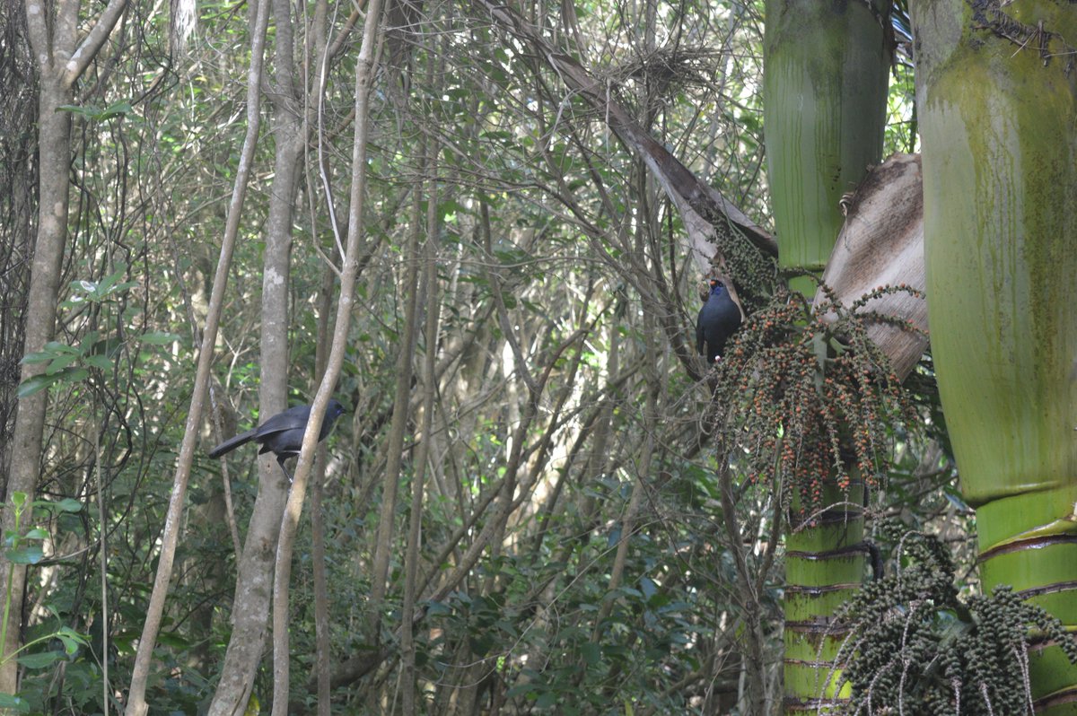andrew_katsis's tweet photo. A remarkable day of birding at Tiritiri Matangi Island! I saw my first hihi (stitchbird), pōpokotea (whitehead), kākāriki (NZ parakeet), toutouwai (North Island robin), kōkako and, my favourite, the takahē. A wonderful island sanctuary, with helpful volunteer guides #ASSAB2019 https://t.co/AmBUpfQtA5