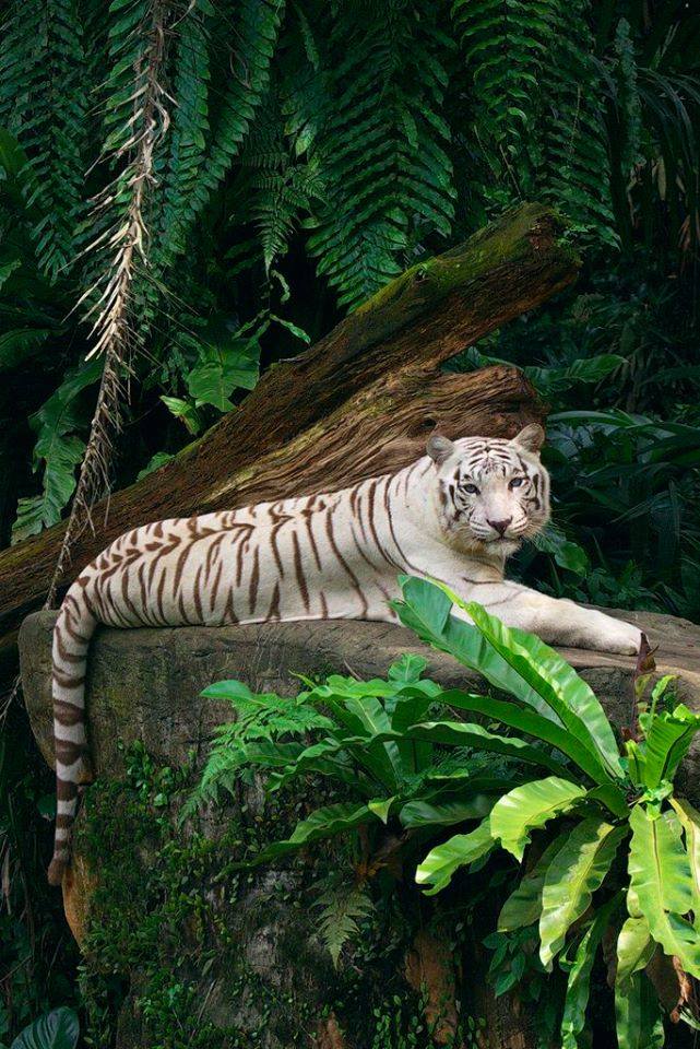 Ferdinand August von Hohenzollern (@weissertiger82) on Twitter photo 