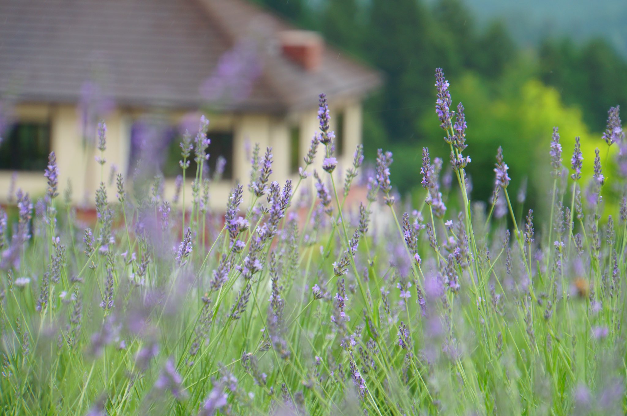 ふにふにーな ʕ ᴥ ʔ 本気で摘んだ ᵕ ｸﾝｸﾝ ラベンダー ラベンダー畑 蒜山ハーブガーデンハービル ルルベちゃん 蒜山 T Co Yjmivxtvzz Twitter