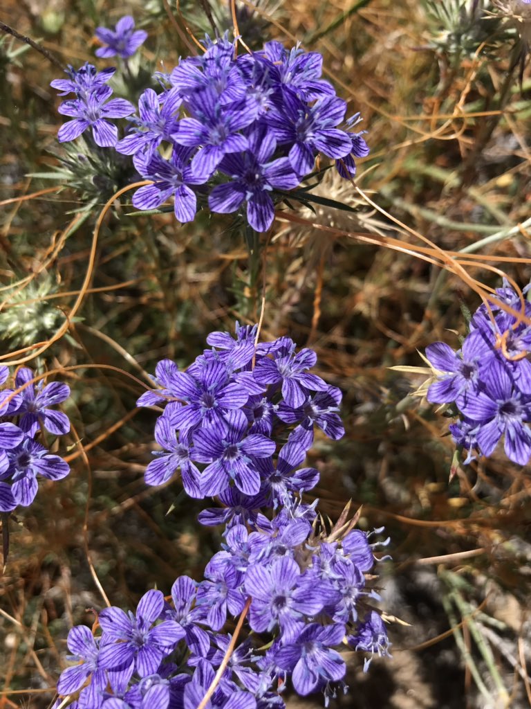 方舟子ٹوئٹر پر 绵星花是一些加州植物的统称 这是其中两种 巨大绵星花 Giant Wollystar 和蓝宝石绵星花 Sapphire Wollystar