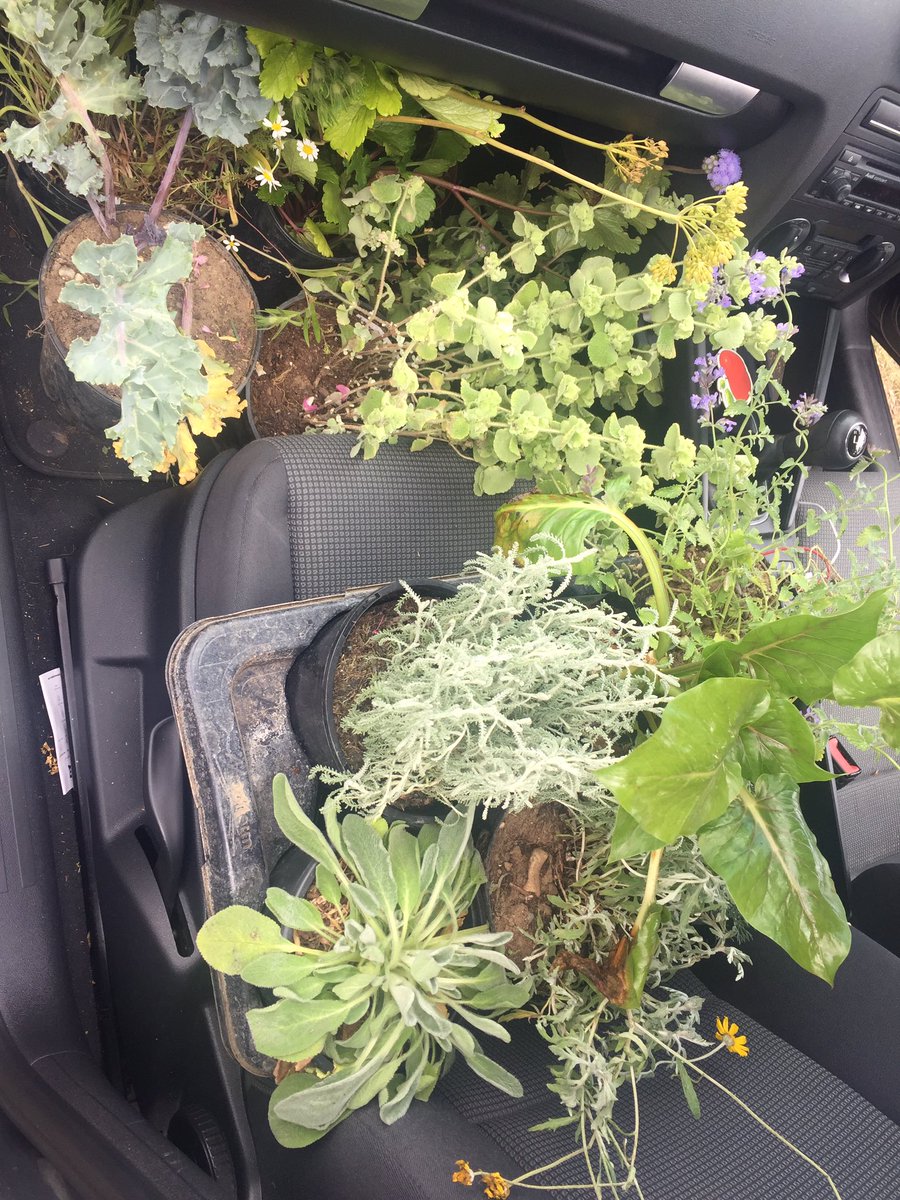 Overjoyed to collect these beautiful plants for <a href="/IKWRO/">IKWRO</a>’s therapeutic garden at our women’s refuge donated from #HamptonCourtFlowerShow. Huge thanks to <a href="/waywardplants/">Wayward</a> <a href="/MordenHallPkNT/">Morden Hall Park NT</a> <a href="/NTlovesLondon/">NationalTrustLondon</a> <a href="/The_RHS/">The RHS</a>
