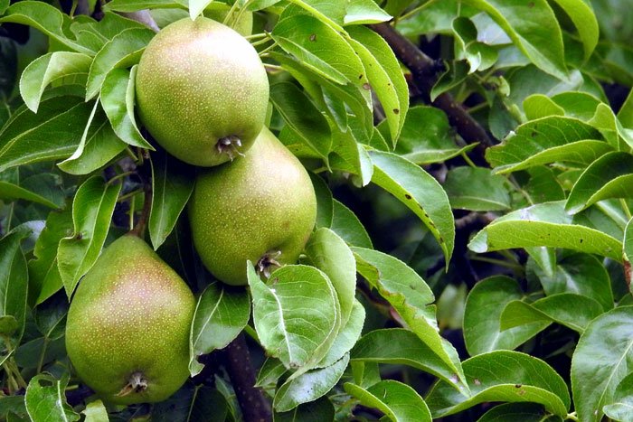 How to grow Pear trees | Growing Pears in pots | Pears care #container #Fruittrees #outdoorgardening naturebring.com/grow-pear-tree…