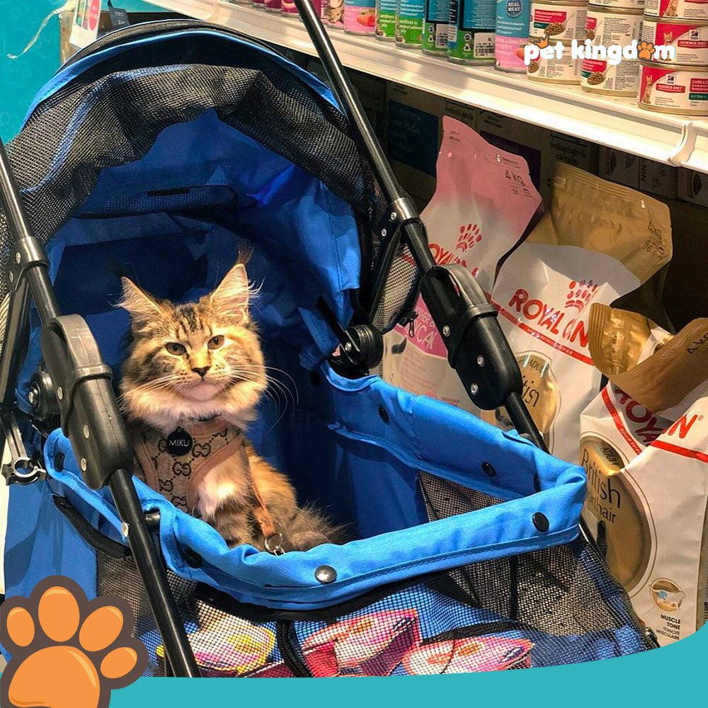 Miku Machiko duduk manis saat shopping di Pet Kingdom!

Kamu punya foto saat sedang shopping di Pet Kingdom serupa? Tag kami di foto kamu ya!

Photo by: @mikumainecoon.