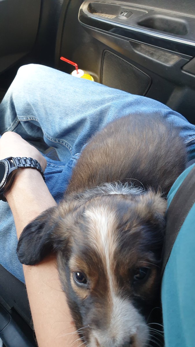 Healing_Paws_GR's tweet photo. New pup yesterday because we obviously don't have enough awesome doggos
His name's Burnie :)
#dogS #cute #puppies #puppy https://t.co/9c2mgnFpWV
