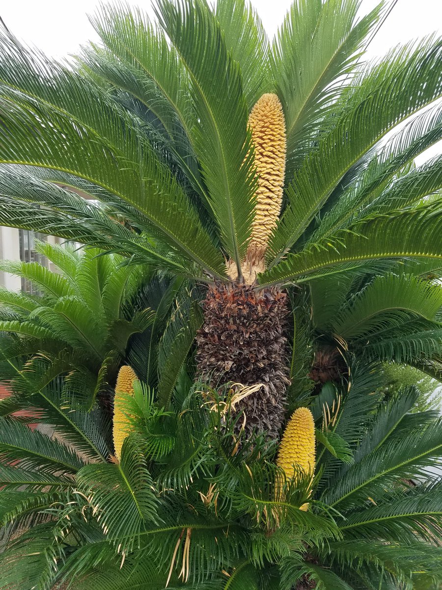 Fujihira 国立療養所大島青松園 蘇鉄の花盛り 今年はよく咲いた 蘇鉄の花言葉は 雄々しい Fujihira 国立療養所大島青松園 蘇鉄の花盛り 今年はよく咲いた 蘇鉄の花言葉は 雄々しい