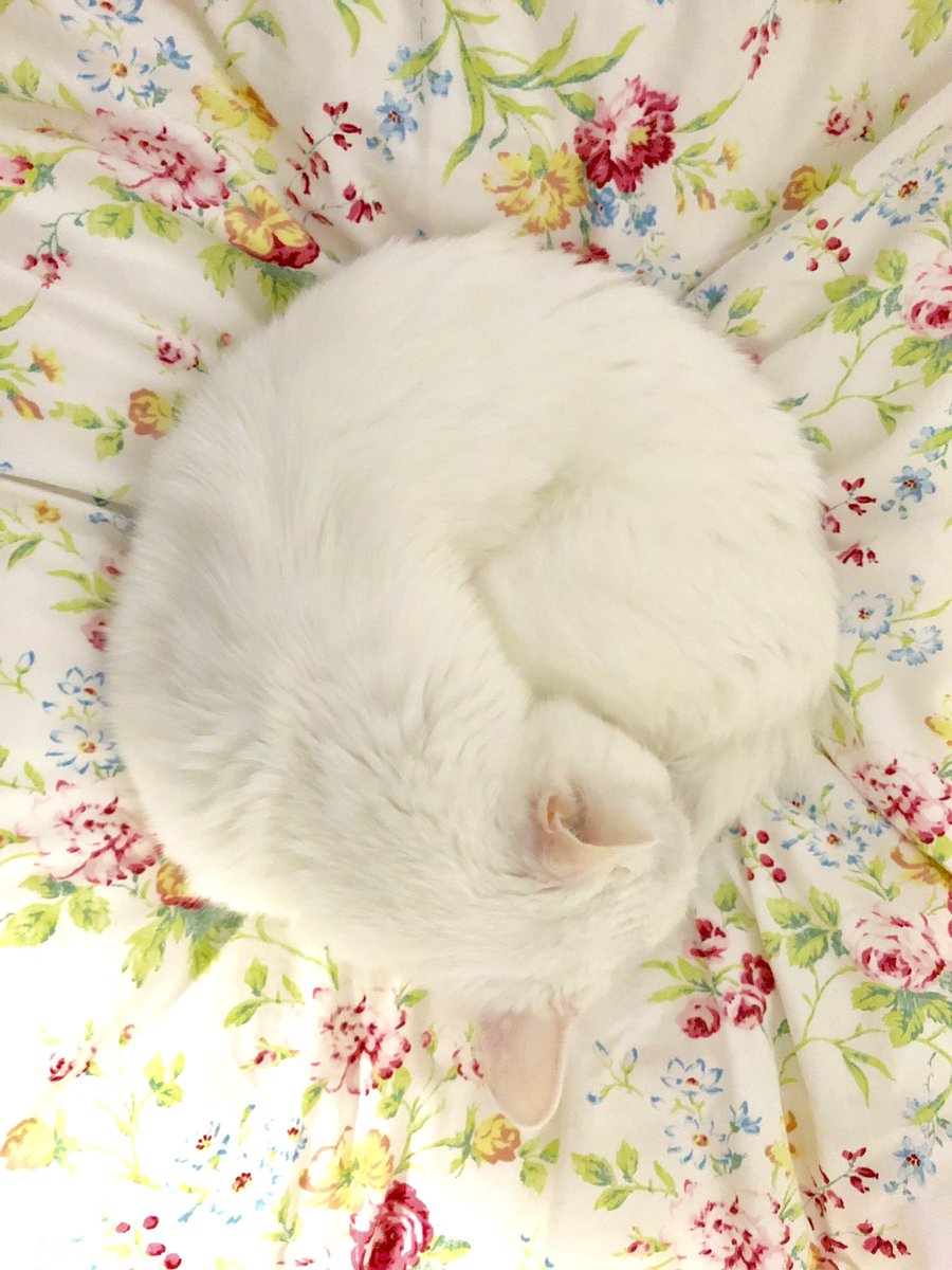 lineric's tweet photo. Weekend catnap. 
#CatsOfTwitter https://t.co/n2WbTweWDk