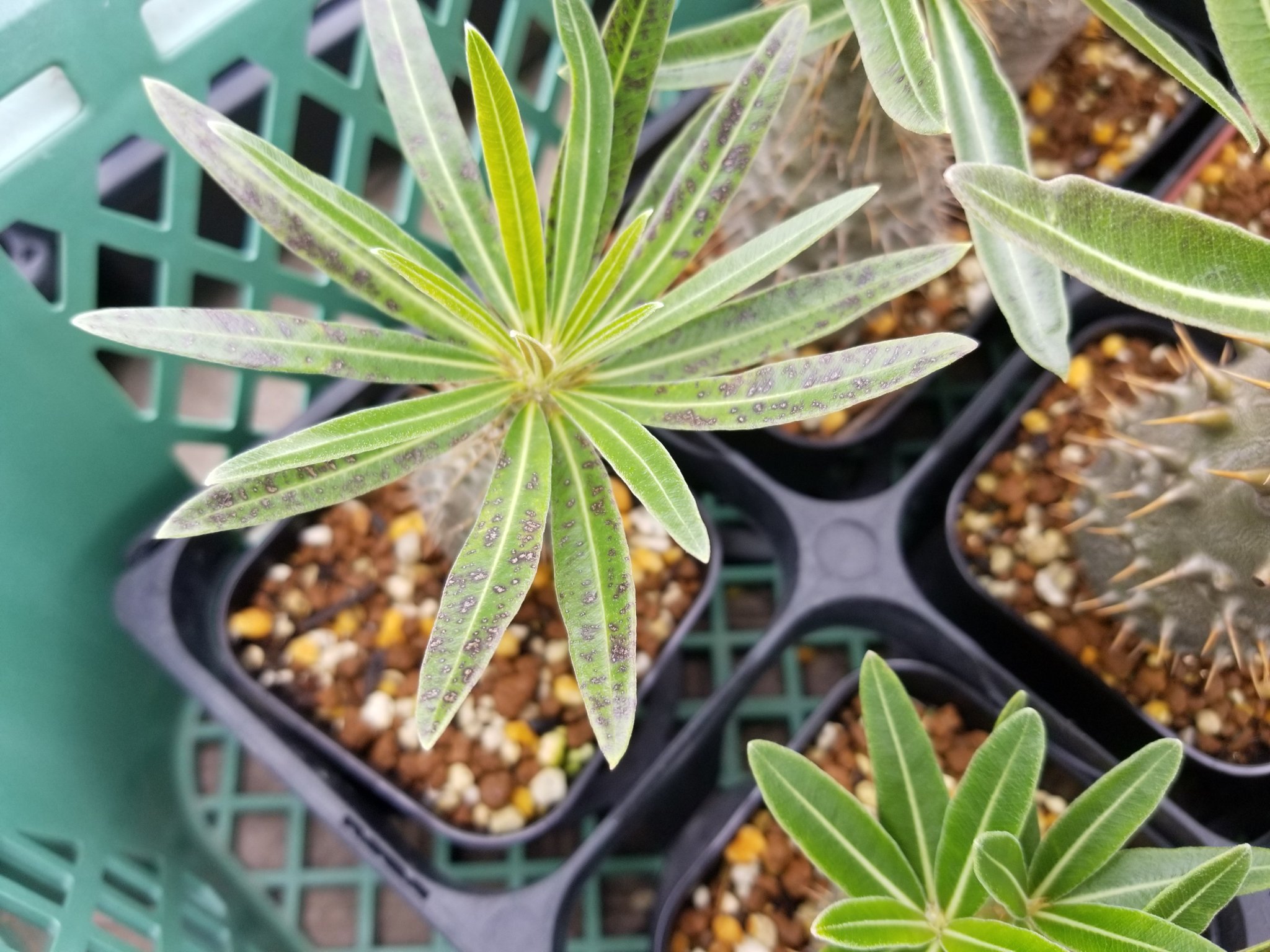 スーパーサボテンタイム 今年植え替えた実生のパキポディウムの葉に斑点が出ているのですが この症状の原因がわかる方いらっしゃいますでしょうか T T 肥料焼けでしょうか T Co Z1ndme3emo Twitter