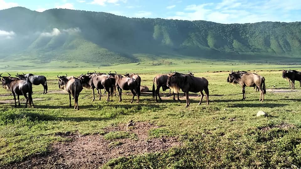 OverviewAnd's tweet image. #WILDLIFE we make your dream of overview Africa come true.....
we organize wildlife safaris (SERENGETI,TARANGIRE,NGORONGORO,LAKEMANYARA AND ARUSHA NATION PARK) 
BOOK NOW
 CONTACT  +255764415889
EMAIL US africanaturaltours2008@gmail.com
visit us africanaturaltours.com