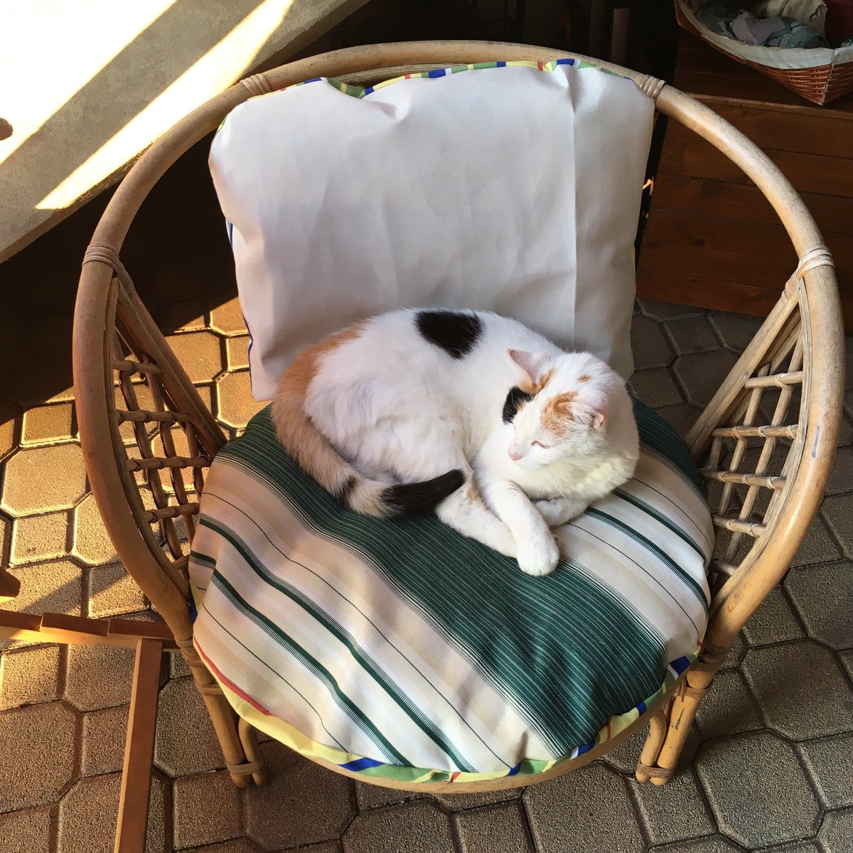 IvanTensaMotta's tweet photo. “Buongiorno Principessa” #goodmorning #relax #vitadagatti https://t.co/1mhDi8eLmU