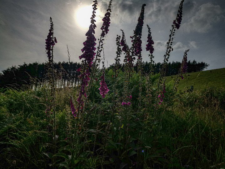 MitchPixx's tweet photo. Filtering sunlight - I love foxgloves ❤️
#jomitchellphotography #photography #photooftheday #ukpotd #colour #naturephotography #nature #outdooradventure #landscape #trees #trees_magic #hauwei #mobilephonephotography #leica #llangunllo #powys #sunlight #flowers #foxgloves https://t.co/Tkz54kAoOb