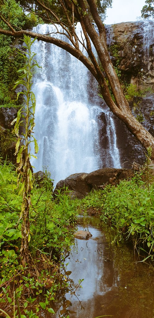 It just hit me that I started the thread on Day #2. Day #1 was spent hiking Kessup Forest and falls in Iten. There are two falls both called Kessup. This is the first one.