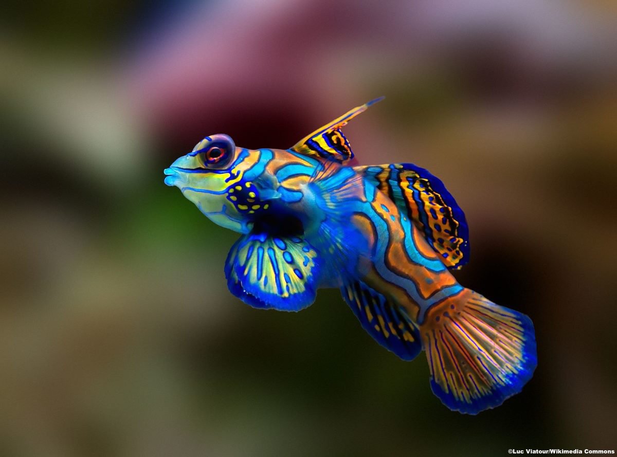 Ocean Conservancy on X: Diddid we just find the real-life Rainbow  Fish?! 🌈   / X