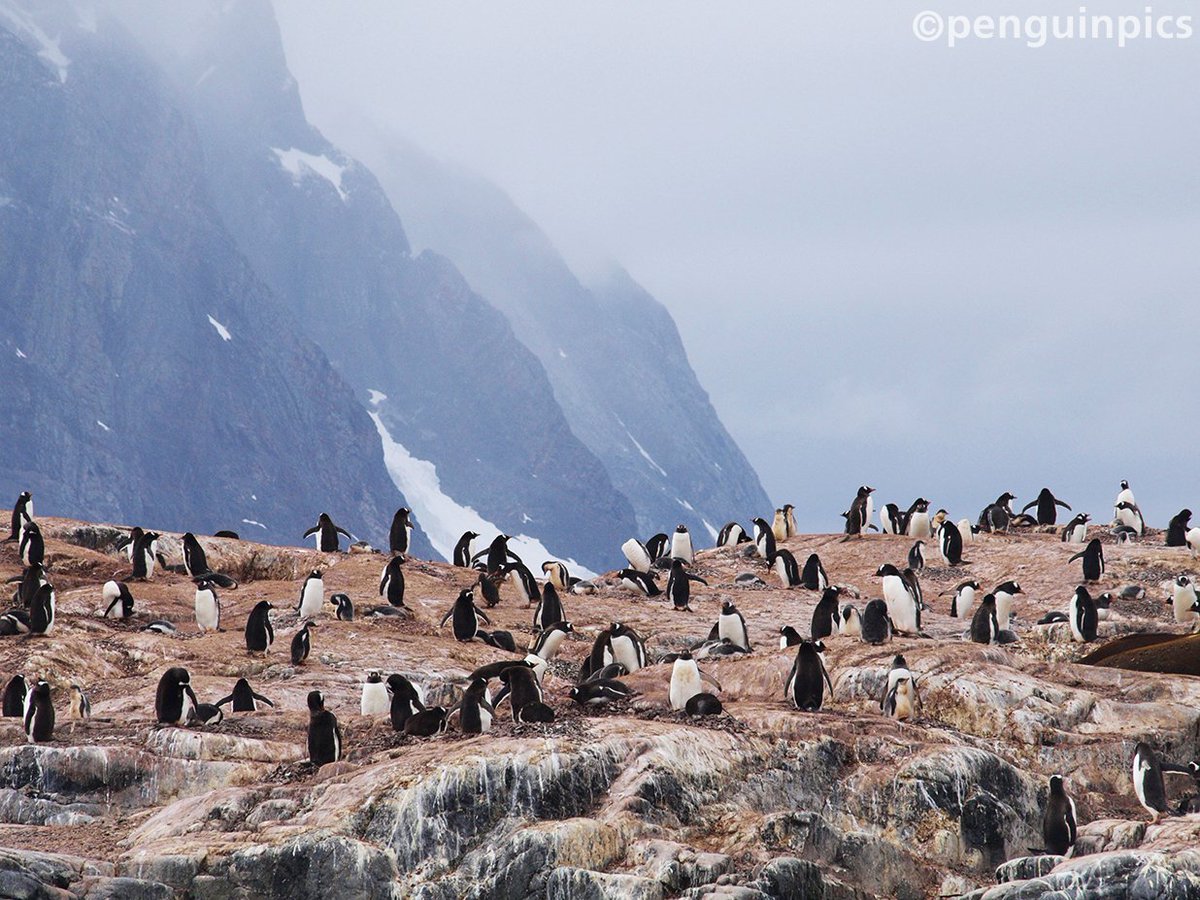 penguinpics's tweet photo. TODAY'S PENGUIN PIC: Pleneau Is. #Antarctica https://t.co/ObRnPIU7uj