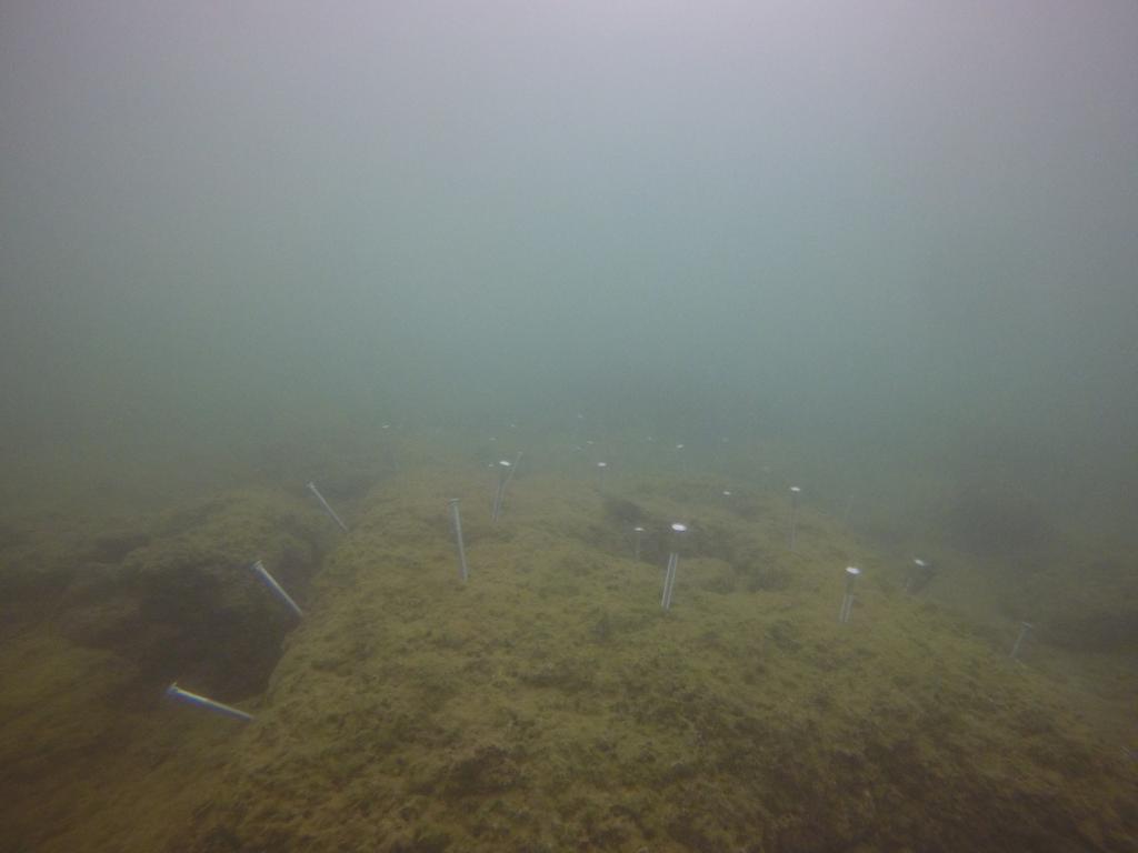One of our diving teams deployed a #hydrophone to record the #marinesoundscape of #golfodulce in collaboration with @lmaycollado
& @CIcostarica. We also prepared the ground to attach coral colonies for #coralrestoration in collaboration with RaisingCoralCR and @osaconservation.