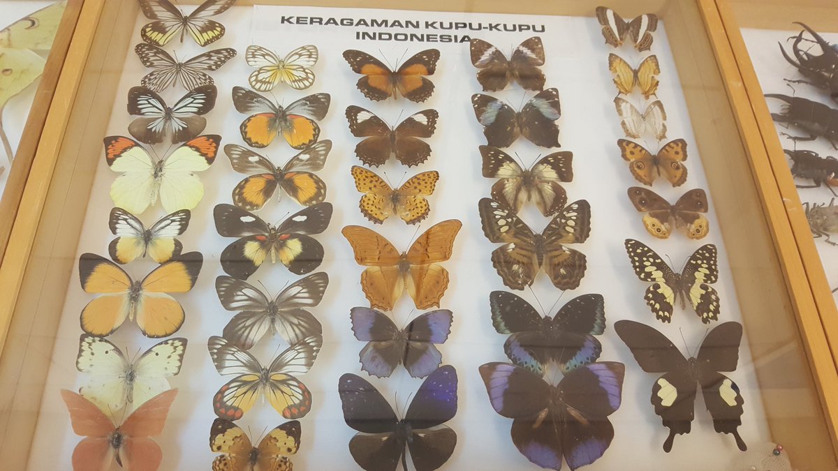 micecoevo's tweet photo. Fantastic visit of the History museum for finding biodiversity samples in Bogor @WallFore ! https://t.co/vyN6q1fd3B