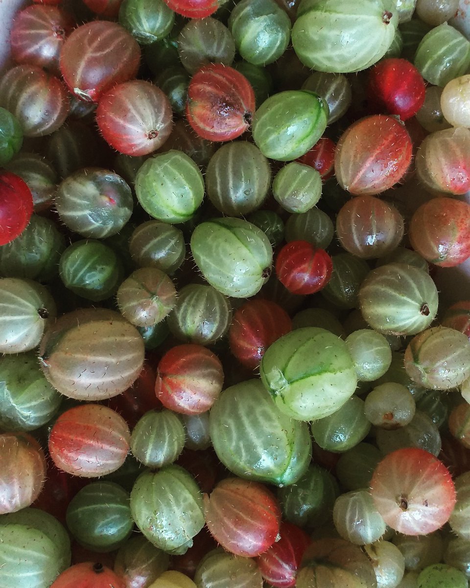 Ivycottagebaker's tweet photo. #gooseberries #gooseberry #fruitsofnature #fruit #Homegrown #fresh #delicious #harvest https://t.co/N2A86EBOUv
