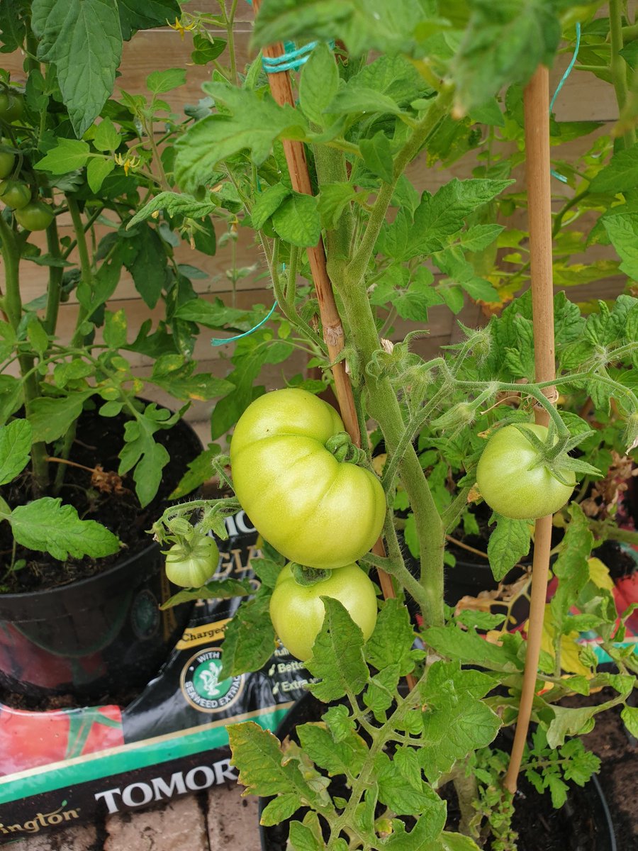 pozCG's tweet photo. Residents productive gardening with the help Cecil Gardens very own CSA (Ian)
Tomatoes, onions, pumpkins & sunflowers. Looking awesome
#riversideuk
#transforminglives
@RuthLeadsRd
@ShellyRiv1
@AlanMarples
@RiversideCarol
@chuchi3651 @Riverside_HWS https://t.co/J1W9MmCWkb