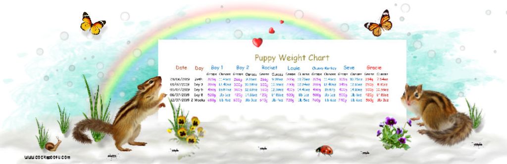 Cockapoo4u tweet picture