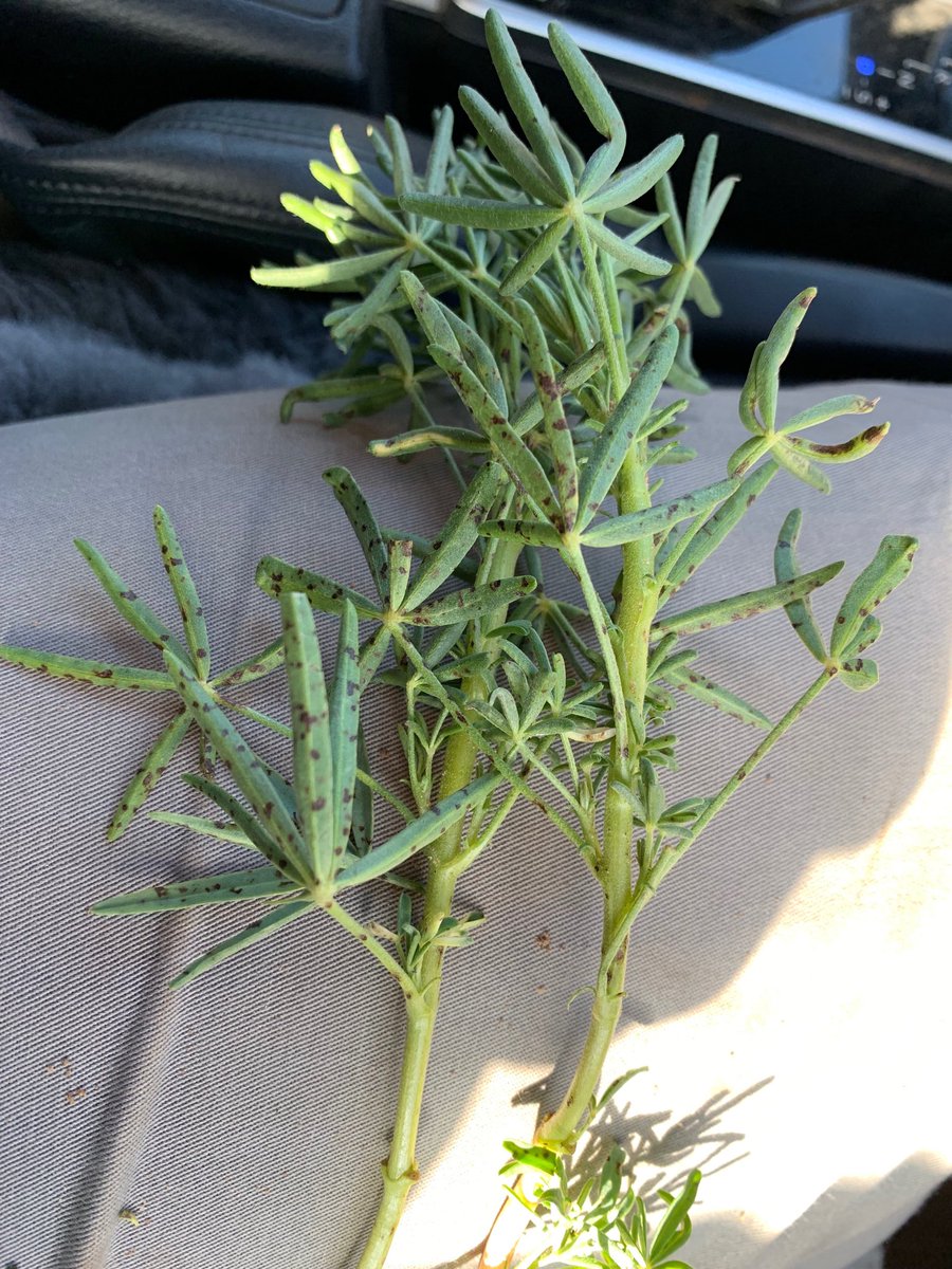 Brown leaf spot Sth Mallee tight lupin rotation worse were deep sown. Time for sumislex and longer rotation . Varieties? ⁦<a href="/agriprof/">Wayne Smith</a>⁩