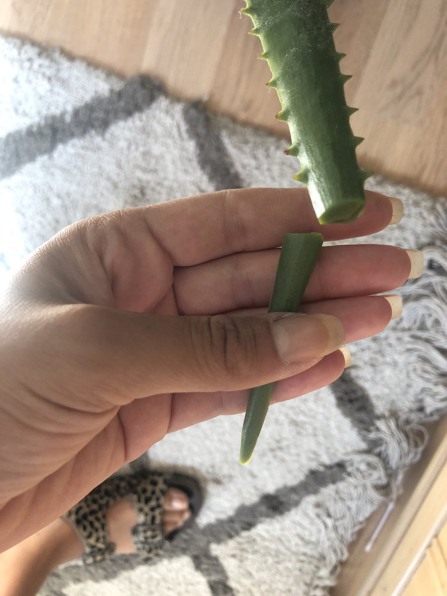 Chloeyax's tweet photo. jpp 5 mois que j’arrose mon aloe Vera et aujd j’ai voulu couper un bout et je me rends compte que c’était du plastique https://t.co/s6VFd8udKx