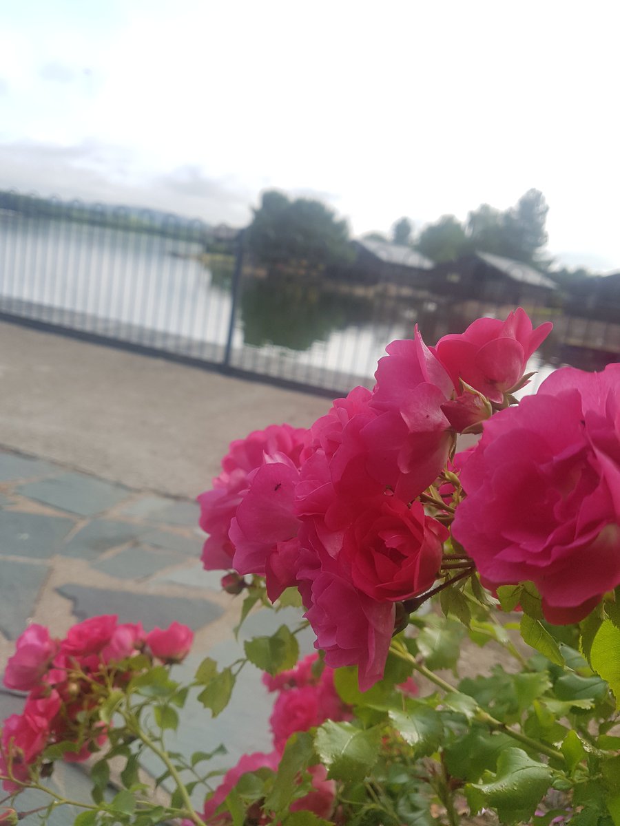 QuackingQueenofPineLakeResort tweet media