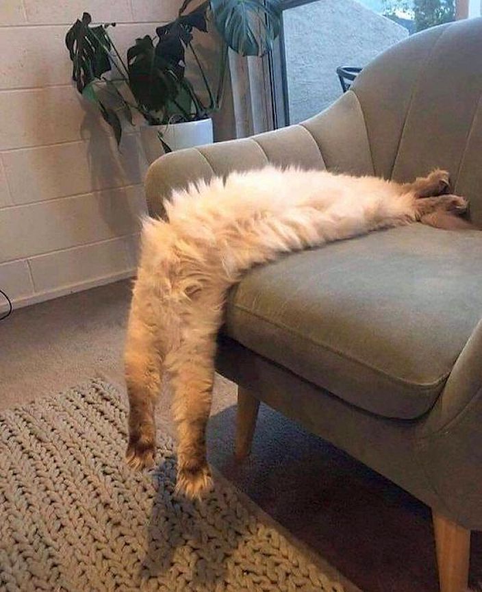 MumblingNerd's tweet photo. Boneless and headless cat is well relaxed on #Caturday https://t.co/NB7FKJCfeR