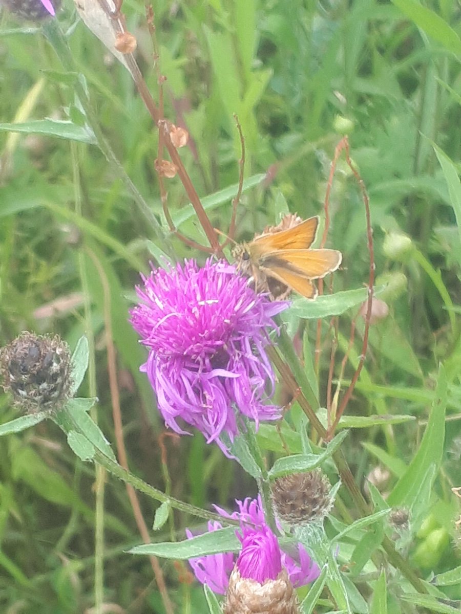 AllanLegge's tweet photo. Local patch this morning. Small Skipper. Moth species. L.White. Another Marbled White. Ringlets &amp; Meadow Brown's. Small Tortoishell. https://t.co/PatgcPVriA