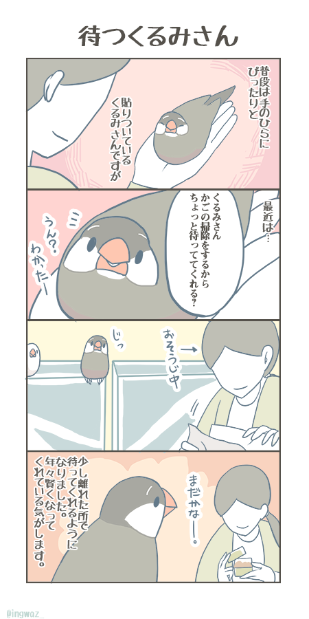 年々、言葉というか意志がとても通じるようになってきたように思うくるみさんです。
#buncho #javasparrow #文鳥