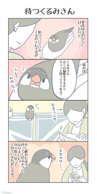 年々、言葉というか意志がとても通じるようになってきたように思うくるみさんです。

#buncho #javasparrow #文鳥 