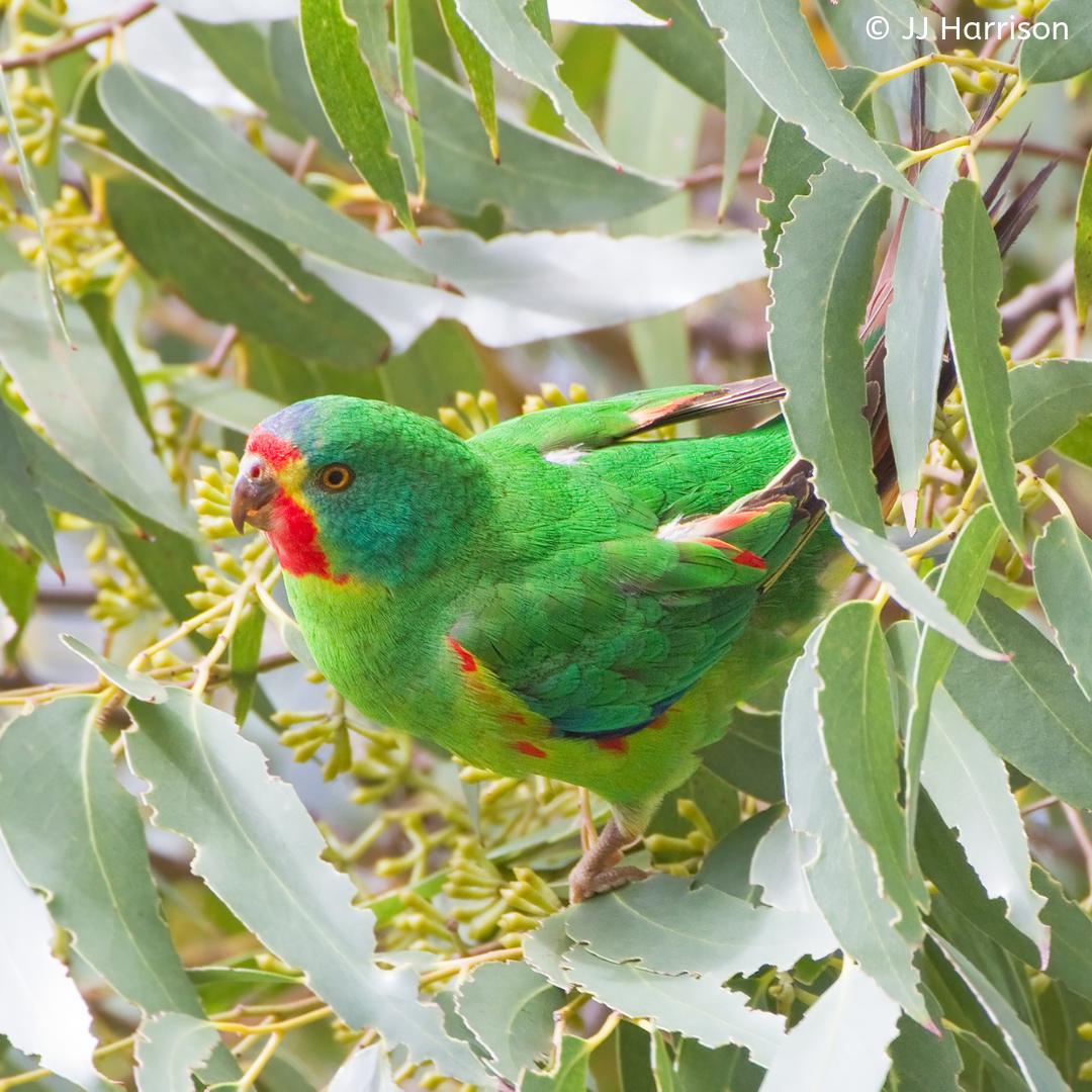 WPT_UK's tweet photo. Did You Know?

The #Swift #Parrot (Lathamus discolor) is such a voracious feeder that there are reports of birds' plumages becoming completely matted with nectar. 

Find out more about this colourful parrot here: https://t.co/1SdqZi9dql 

#parrots #conservation #funfacts #species https://t.co/BMatNDL1d7