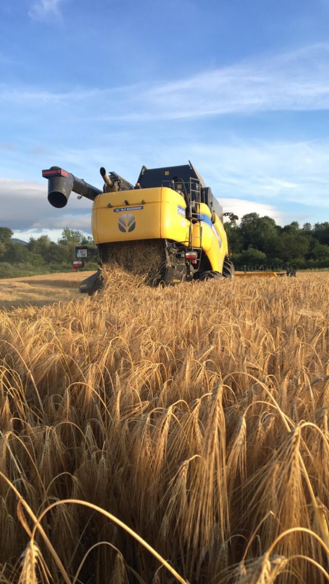 #Harvest2019 underway in Cahir Co Tipperary👌 Bazooka hybrid barley being delivered into Glanbia Derrygrath at 18.8% M.C and 64KPH. #GlanbiaTillageProgramme 🌾🌾🌾