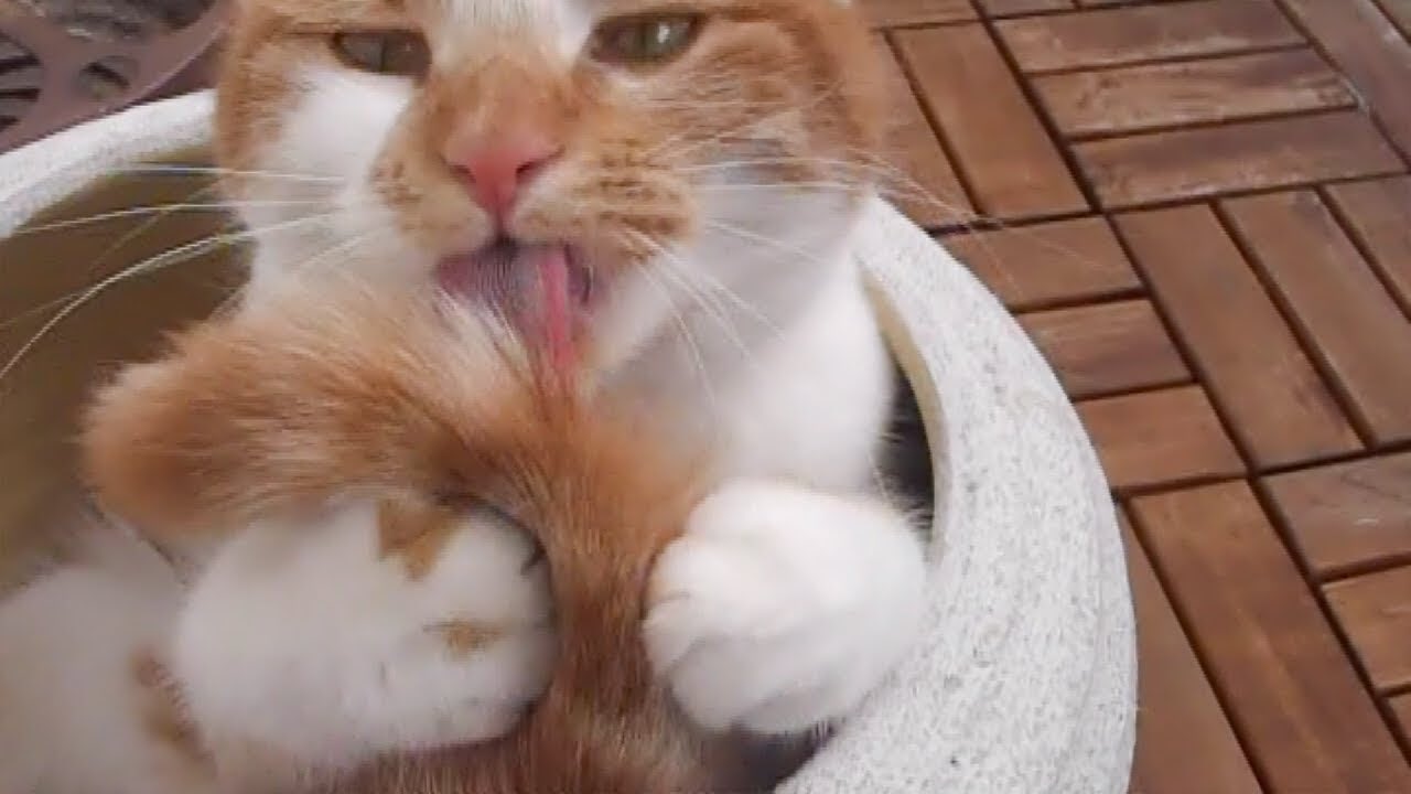 猫ツボ Twitter Search Twitter