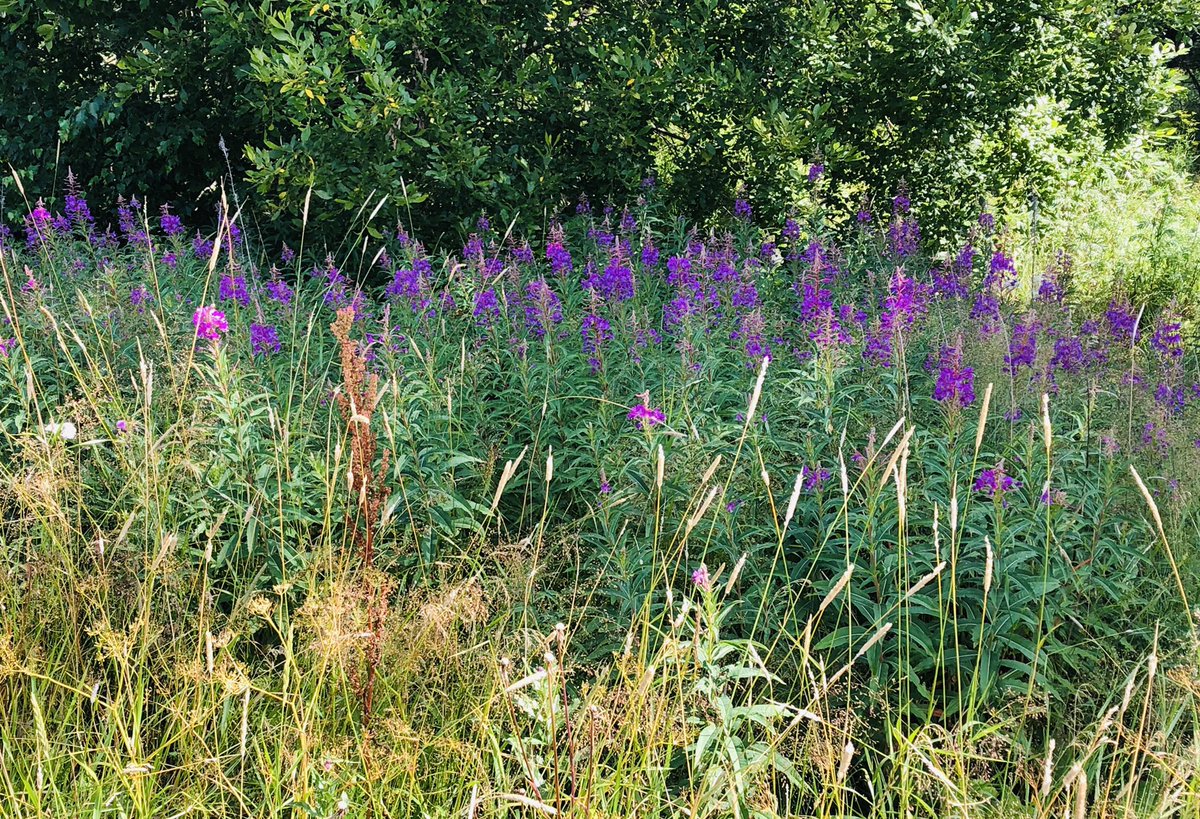 Teppo_Virta's tweet photo. Onko hoidettu piha sittenkin vähän ylimainostettu? #fillarilenkki #piennar https://t.co/8CorMn2olU