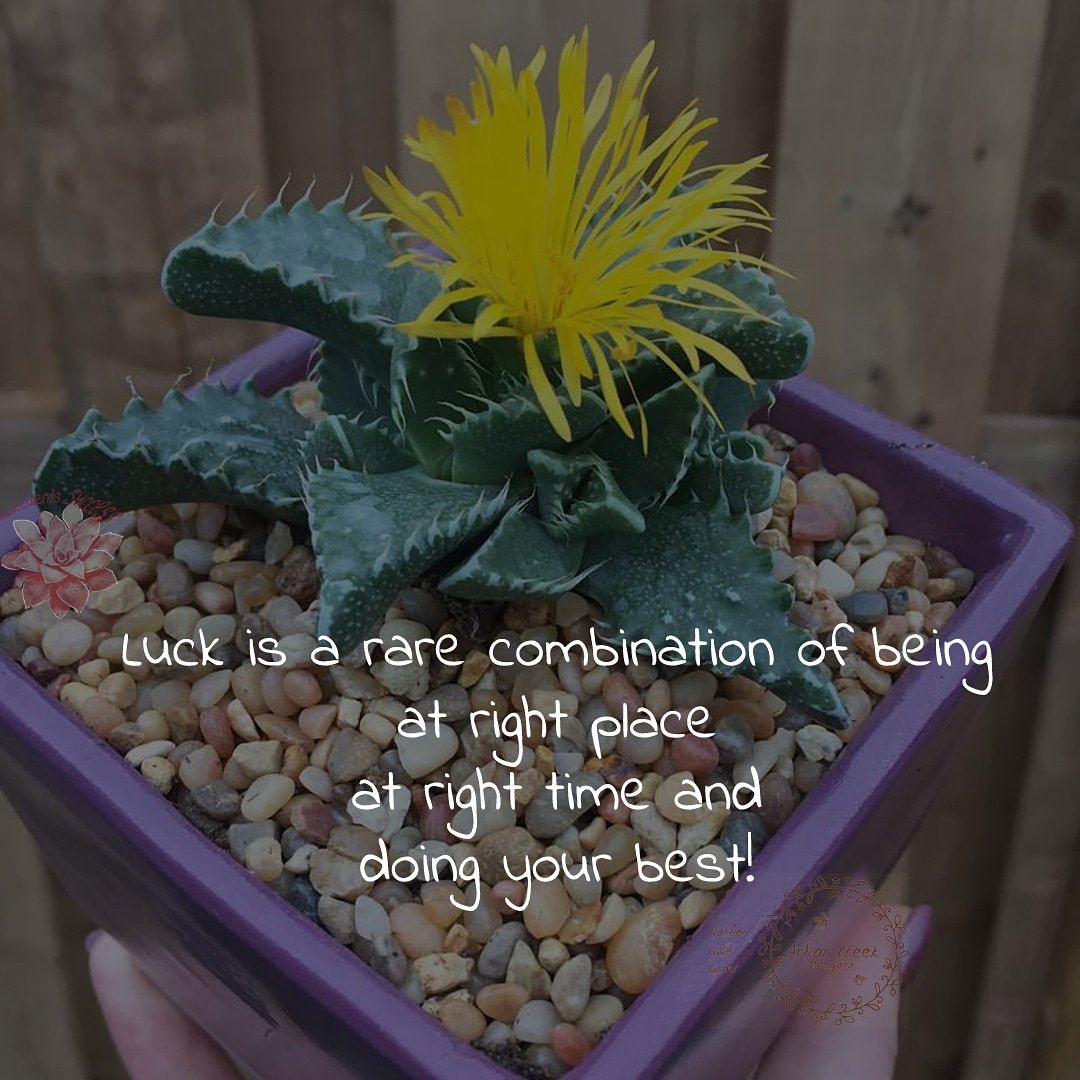 #Luck is a #rare #combination of #being #atTherRightPlace #atTheRightTime and #doingYourBest #greenhouse #cotyledontomentosa #jade #crassulaperforata #succulents #success #quotes @ArborCreekNiag - Like for more success - Follow us for more success quotes @SucculentsSucc1