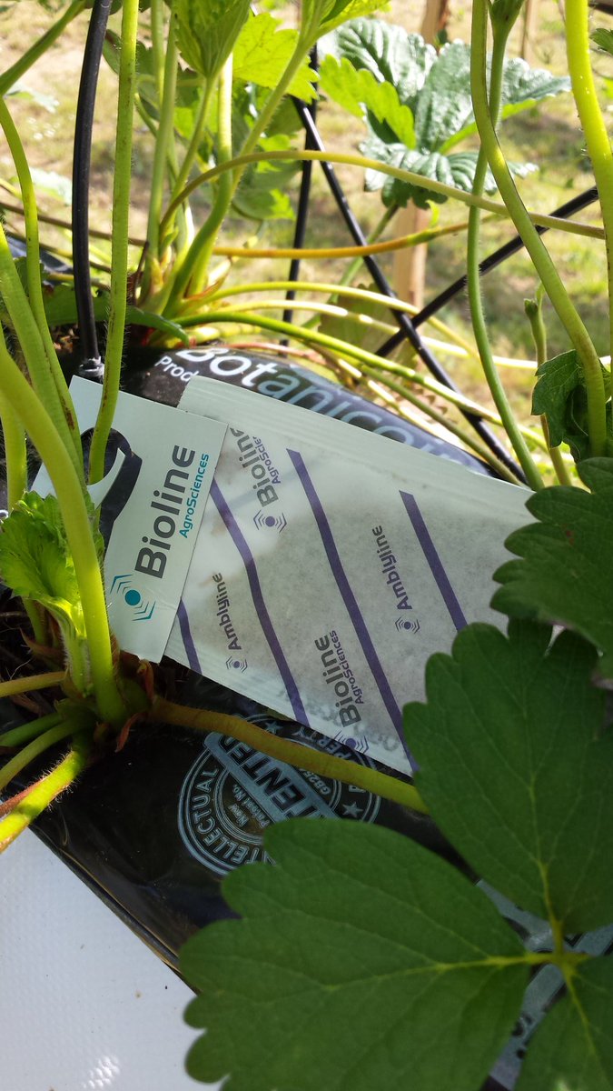 DickyWood1's tweet image. A beautiful Sussex morning. 

An excellent time for me to wreak terrible vengeance on my nemesis the Western Flower Thrip.

#bugarmy