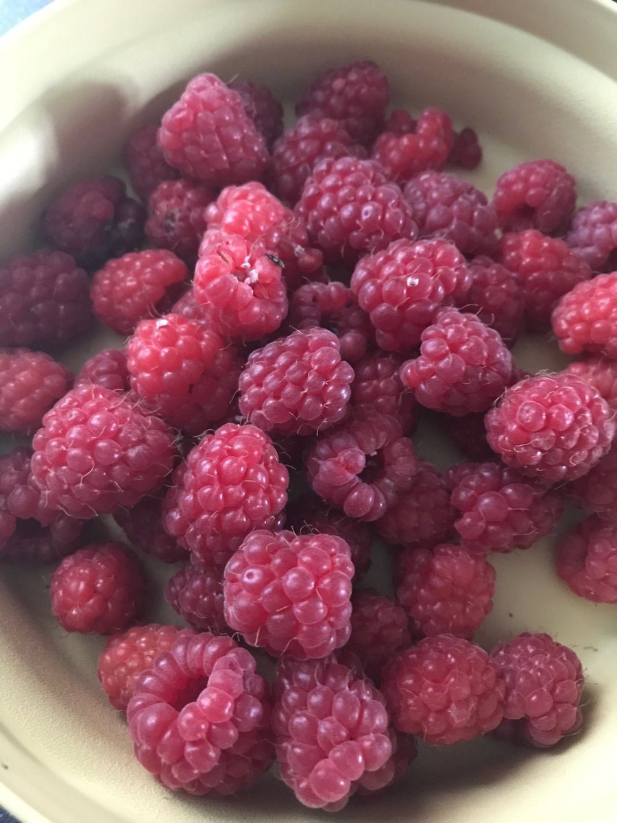 You can’t beat #freshraspberries from the #HomeGarden #tasteofsummer