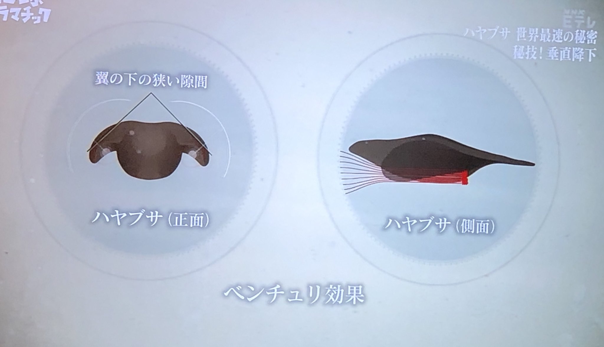 O Xrhsths Efmania Sto Twitter 世界最速の動物 ハヤブサ の秘密は F1と同じベンチュリ効果を狙った姿勢 T Co Aokj16tum6 Twitter