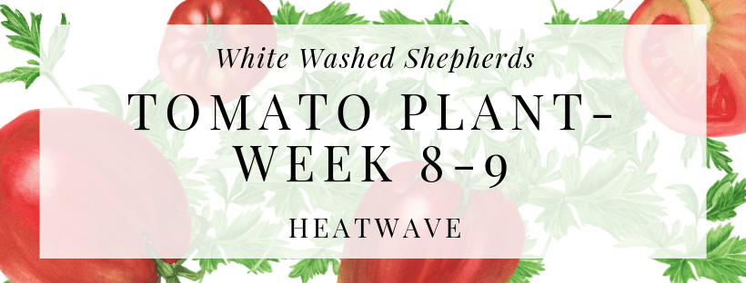 WWShepherds's tweet photo. HEATWAVE! Is anyone else begging for rain just for the sake of their plants?? #Tomatoes #Rainplease #Gardening https://t.co/2yjwA5A9cQ https://t.co/rMA0oSrgSY