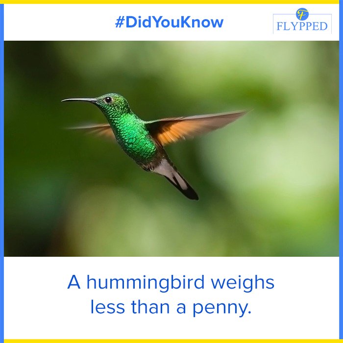 #Didyouknow 
#Follow - @iamFlypped
.
#hummingbird #birds #nature #bird #hummingbirds #naturephotography #art #birdphotography #birding #wildlife #hummingbirdphotography #birdwatching #perfection #best #birdplanet #birdlover #lovebirds #hummingbirdweight #penny